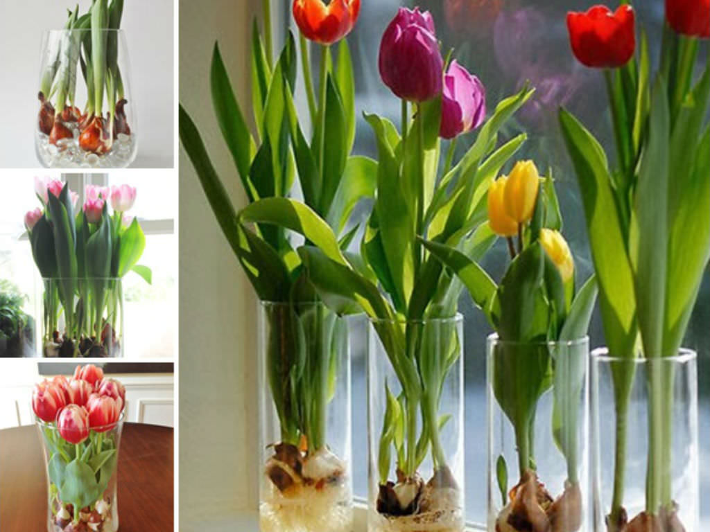 Blooms in Bloom: Essential Tips for Caring for Tulips in a Vase插图3