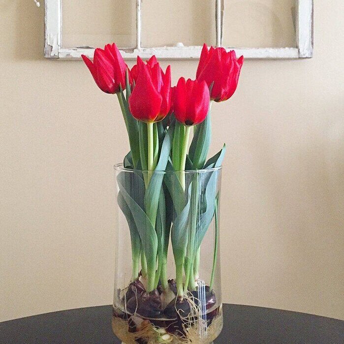 how long do tulips last in a vase