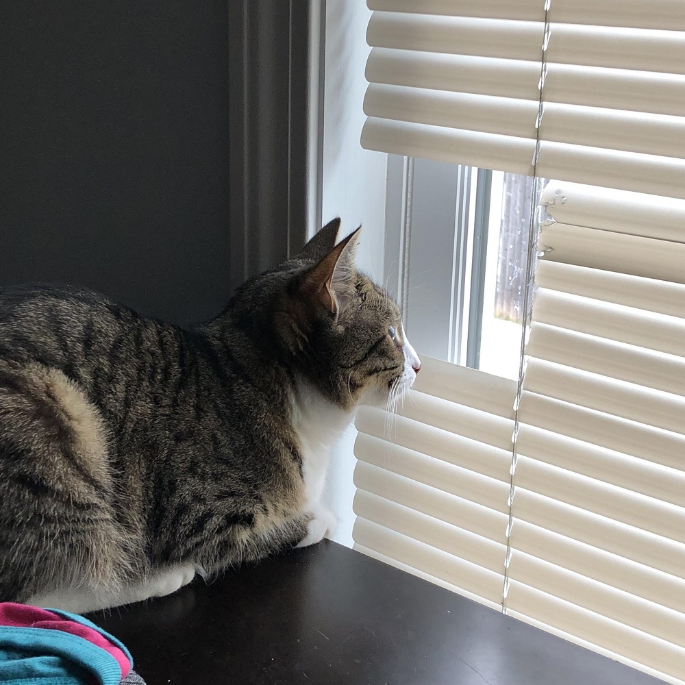 dog proof blinds