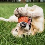 natural flea repellent for dogs