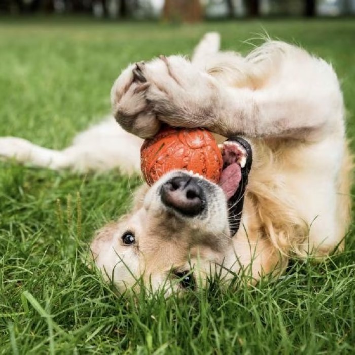 natural flea repellent for dogs