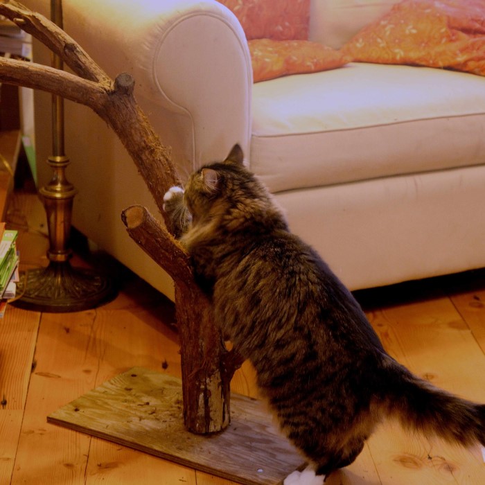 diy cat scratching post