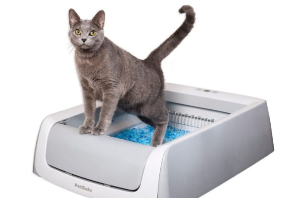 scoop free litter box