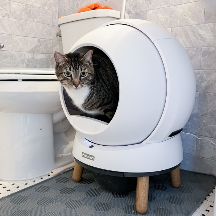 scoop free litter box