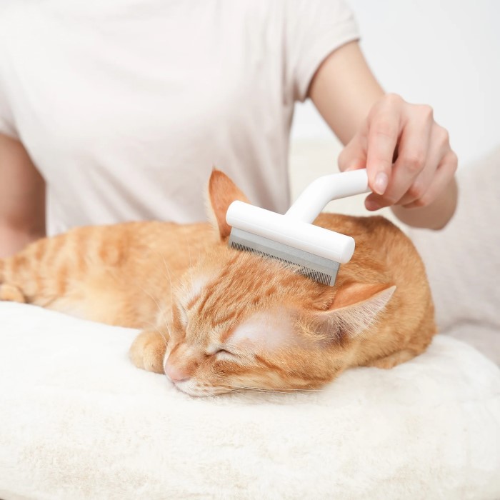 cat moulting brush