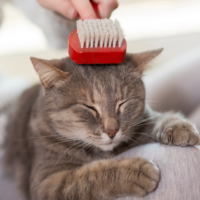 cat moulting brush