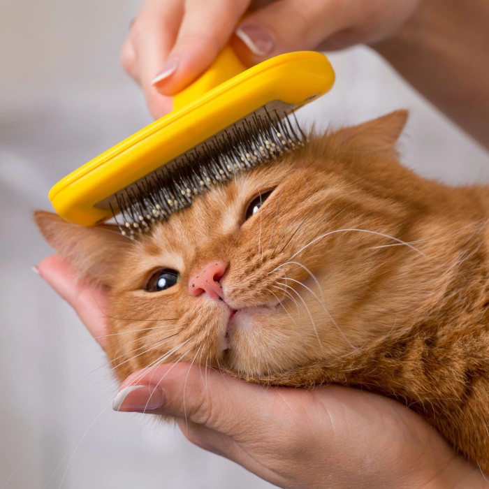 cat moulting brush