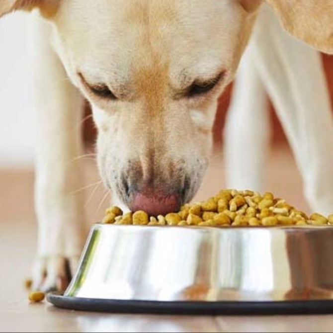 high protein dog food