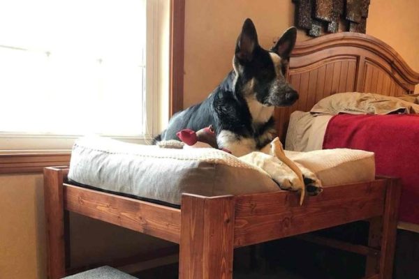 elevated dog bed